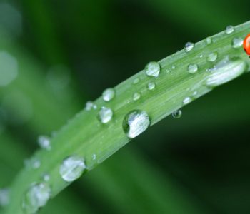 Spring idioms: Uplifting idioms about spring (verb & noun) explained