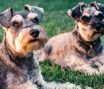 Dog idioms with easy-to-understand explanations & useful examples