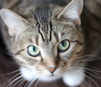 Cat idioms: Fun feline phrases including definitions and examples