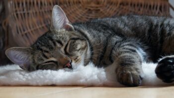 Animal idioms with examples and definitions