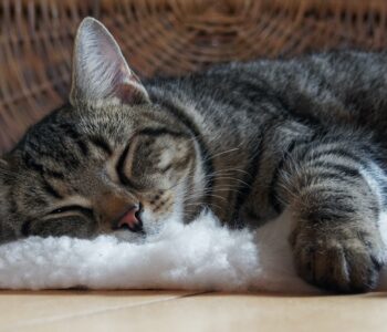 Animal idioms with examples and definitions