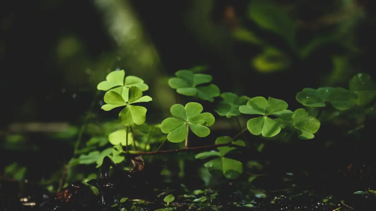 Lucky idioms - a close up of green four leaf clovers