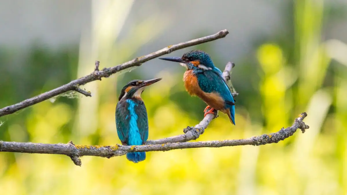 two kingfishers - similarity transition words
