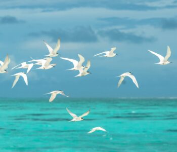 Bird idioms: The best English idioms about birds