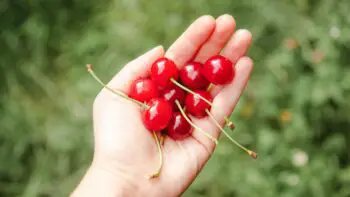 hand holding few vs a few cherries