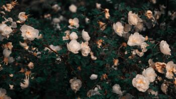 ‘Very’ synonyms: Descriptive words to use when you need another word for ‘very’