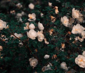 ‘Very’ synonyms: Descriptive words to use when you need another word for ‘very’