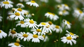 idioms vs euphemisms for death - pushing up daisies