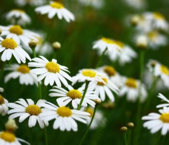 Understanding idioms vs euphemisms: What’s the difference and how should you use them?