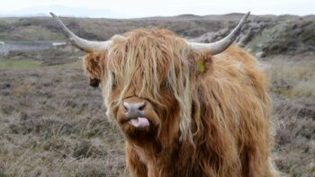highland cow with its tongue in a twist from tongue twisters