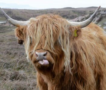 70+ Fun, easy, and hard tongue twisters for kids and adults to master English